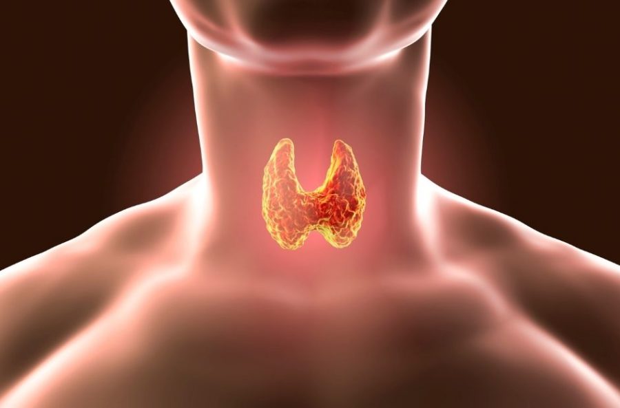 iodine rich foods for thyroid